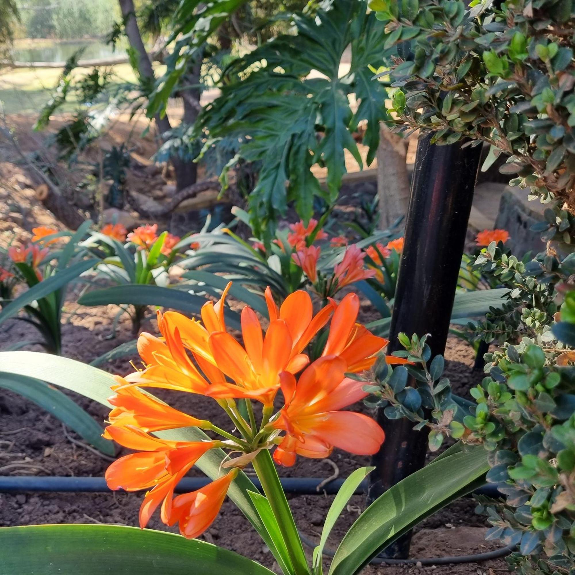 Bass Lake Country Lodge Pretoria-Noord Dış mekan fotoğraf